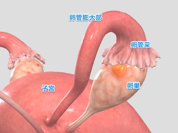 卵管采　卵管膨大部　子宮